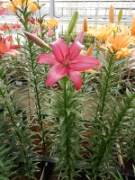 [5122 Purple Diamond DJ No02.JPG]